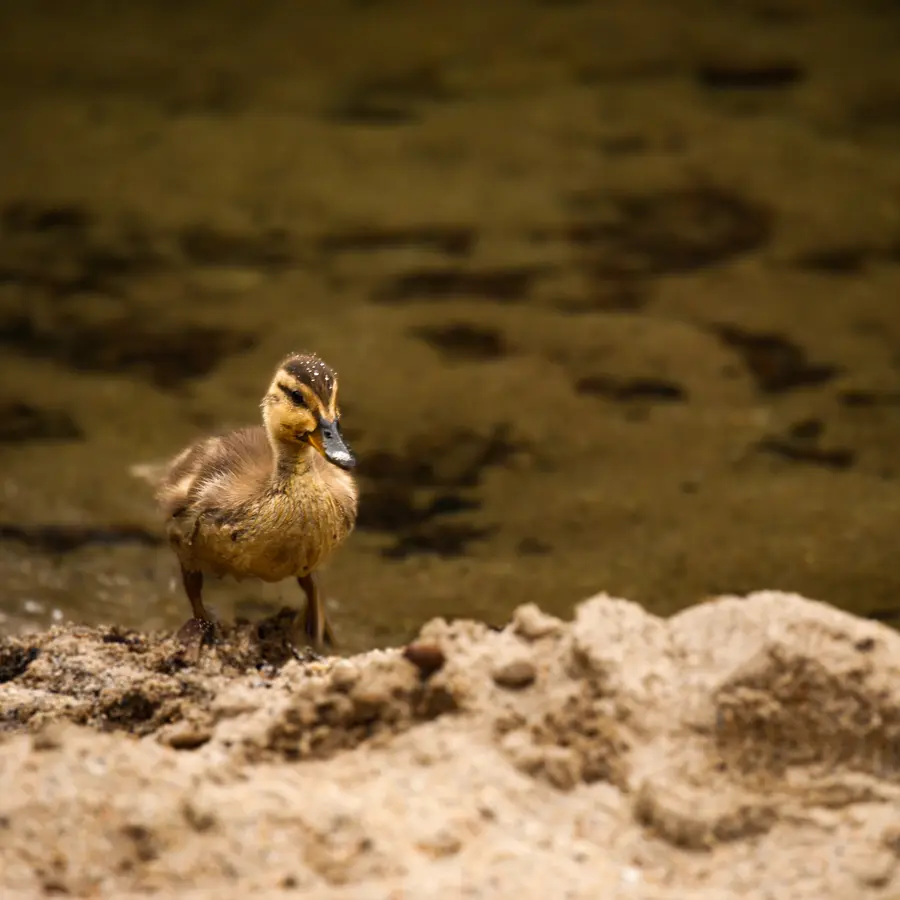 Duck on the River