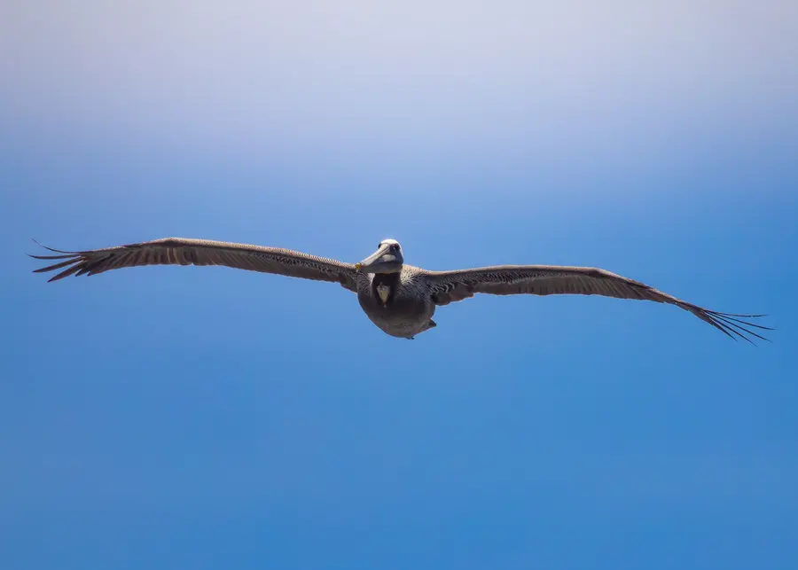 Pelican