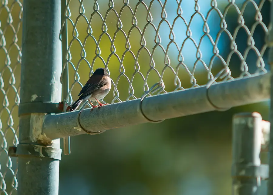 Small Bird on Fence