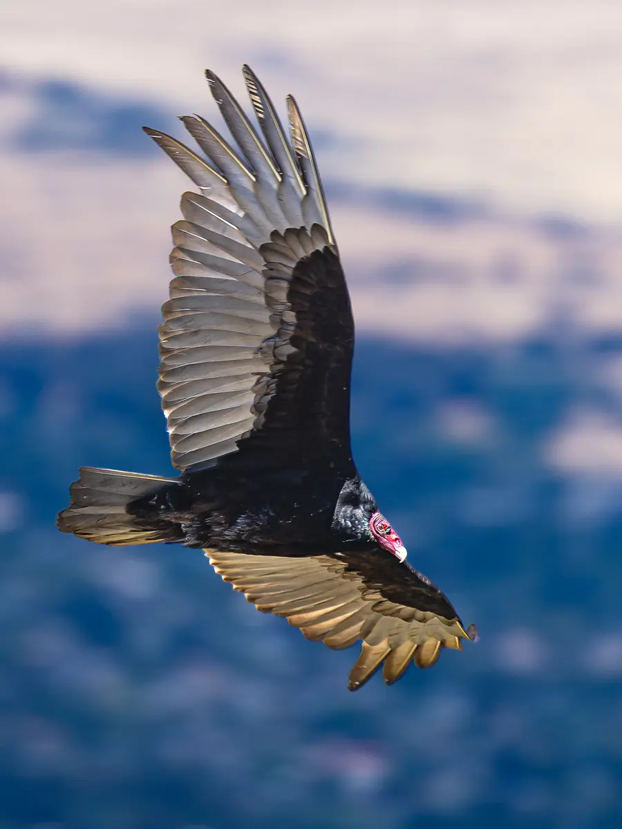 Vulture Hunting