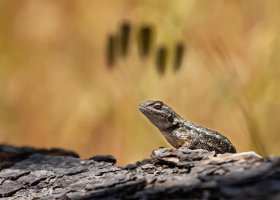 Chillin Lizard