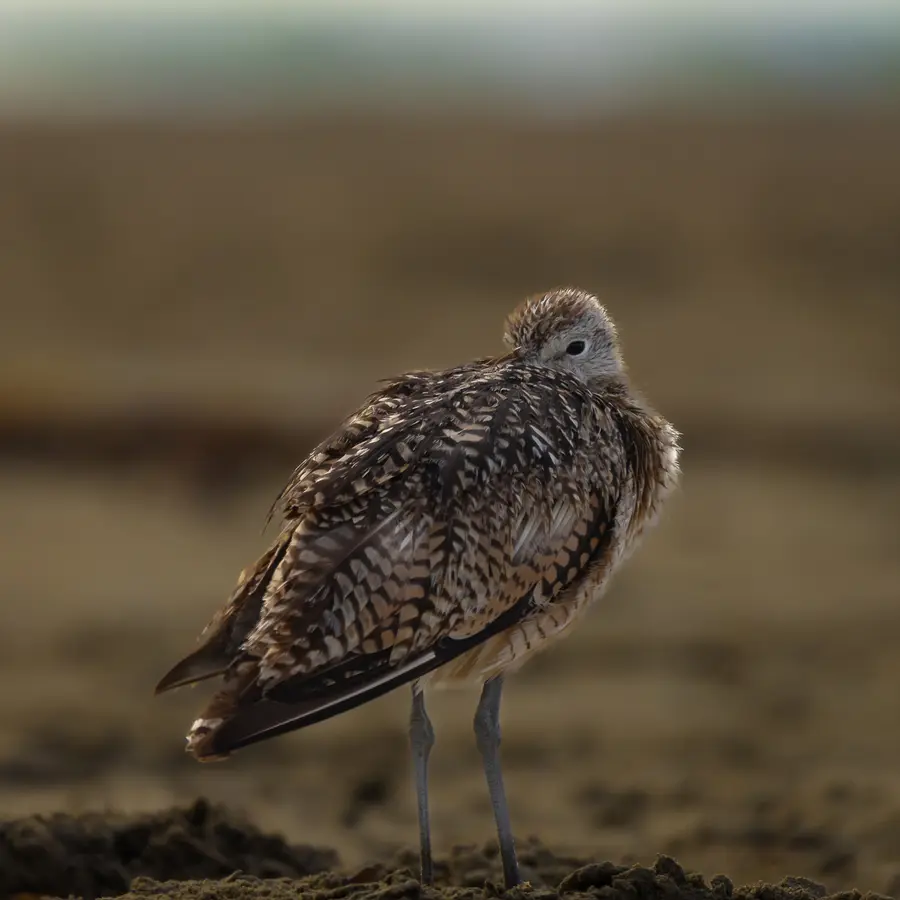 Resting Curlew