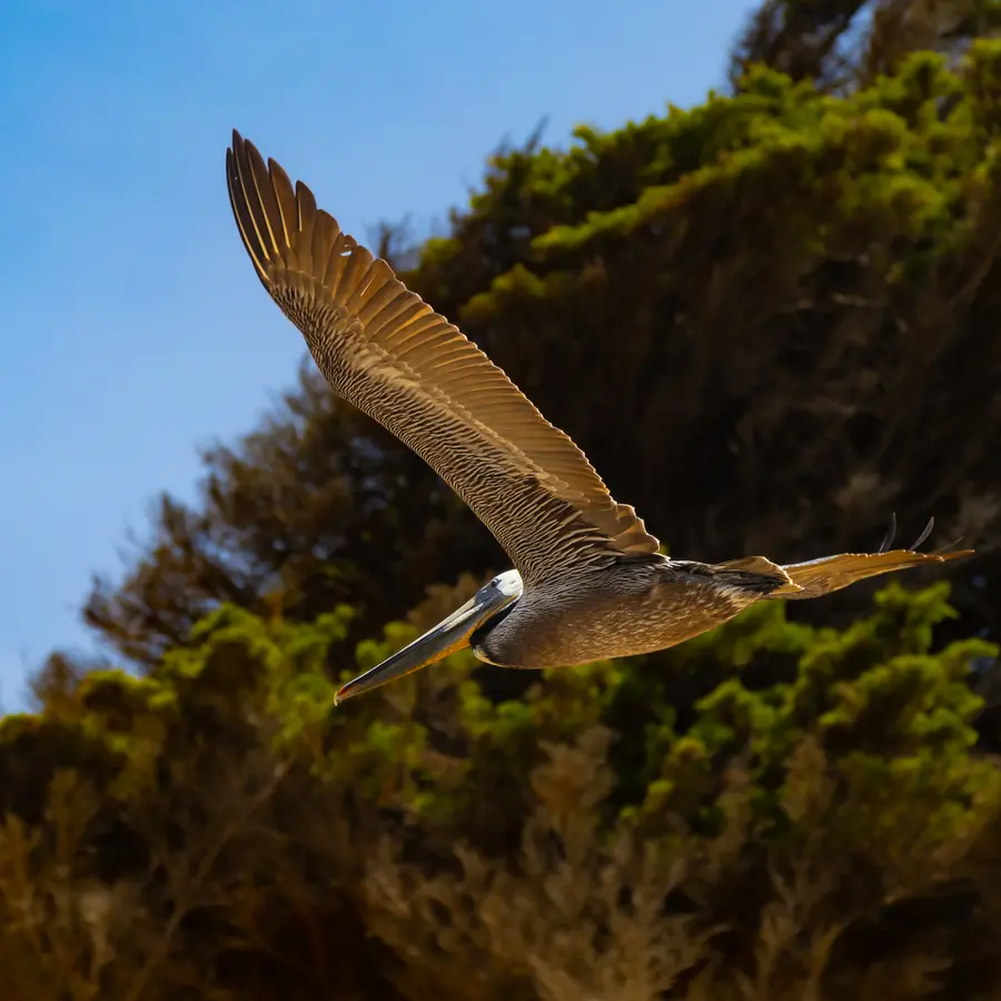 Pelican in Flight